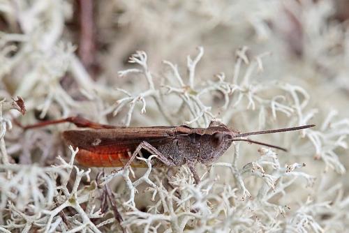 Réf. 214 755 : Chorthippus vagans vagans
